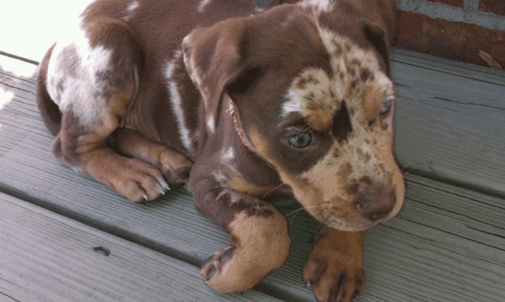Thomas Rhett, Kona; Photo via YouTube