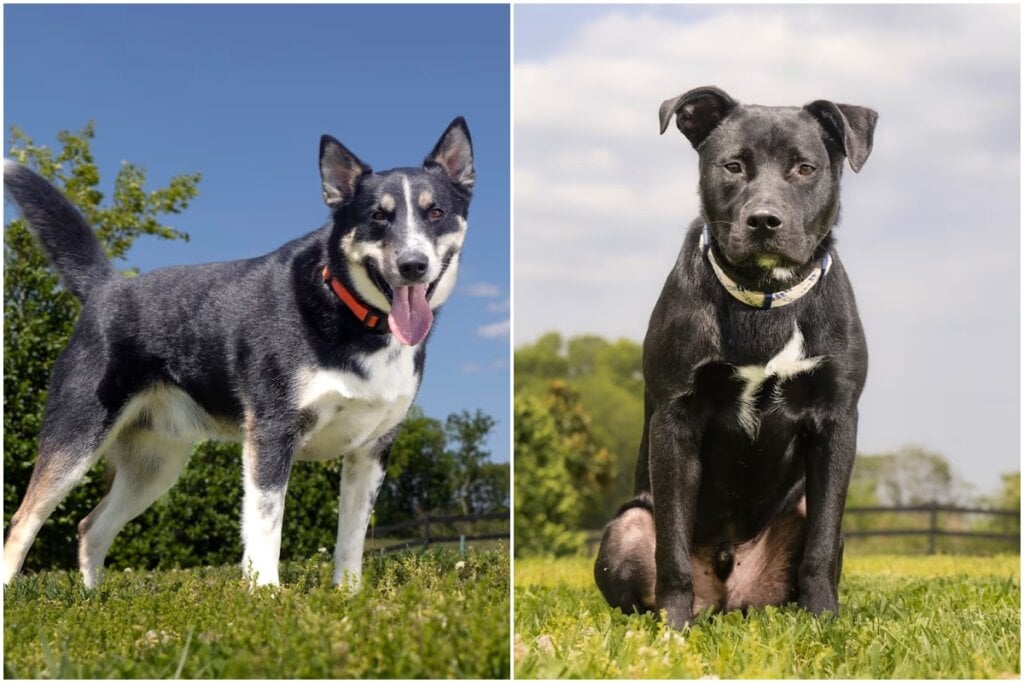 Flint, Haberdasher; Photos Courtesy Williamson County Animal Center