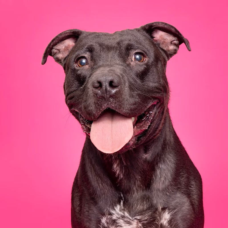 Duke; Photo Courtesy WCAC 